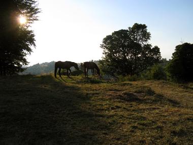 Chalet en Vale (Sibiu)Casa de vacaciones