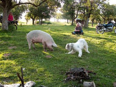 Chalet en Vale (Sibiu)Casa de vacaciones