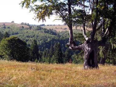 Chalet en Vale (Sibiu)Casa de vacaciones