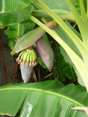 Apartamento de vacaciones en MENTON (Alpes-Maritimes)Casa de vacaciones