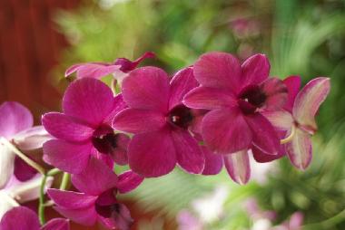 Villa en Rekawa (Matara)Casa de vacaciones