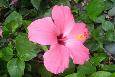 Apartamento de vacaciones en Villa Maio (Maio)Casa de vacaciones