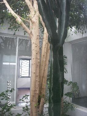 jard�n interior centro casa