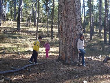 Uno de los PINOS nas grandes de la serrania de Cuenca....Esta cerquita  de cas...El pino FELIPE.