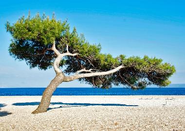 Apartamento de vacaciones en Island of Brac -Bol (Splitsko-Dalmatinska)Casa de vacaciones