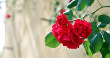 Apartamento de vacaciones en Impruneta (Firenze)Casa de vacaciones