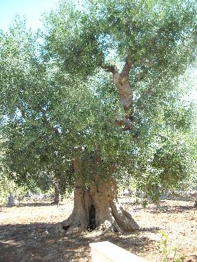 Apartamento de vacaciones en Castellana Grotte (Bari)Casa de vacaciones