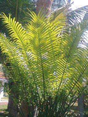 Cama y desayuno en Akurala, Hikkaduwa (Galle)Casa de vacaciones