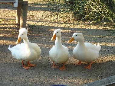 Casa de vacaciones en Peratallada (Girona)Casa de vacaciones