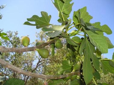 Apartamento de vacaciones en Korcula-Brna (Dubrovacko-Neretvanska)Casa de vacaciones