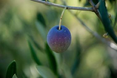 Apartamento de vacaciones en Korcula-Brna (Dubrovacko-Neretvanska)Casa de vacaciones