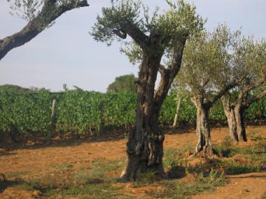 Villa en Fonteta (Girona)Casa de vacaciones