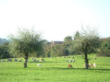 Apartamento de vacaciones en Bonvicino (Cuneo)Casa de vacaciones