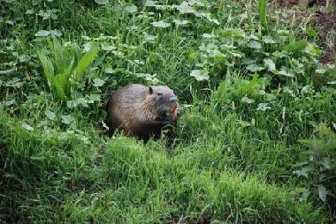 Casa de vacaciones en Yesod Hama`ala - upper Galilee (HaZafon (Northern))Casa de vacaciones