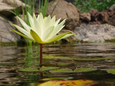 Apartamento de vacaciones en saint etienne de serres (Ardche)Casa de vacaciones