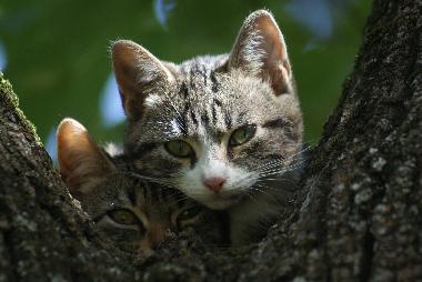 Apartamento de vacaciones en saint etienne de serres (Ardche)Casa de vacaciones