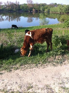 Casa de vacaciones en Ivancea (Orhei)Casa de vacaciones