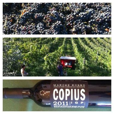 Cama y desayuno en Montottone (Ascoli Piceno)Casa de vacaciones