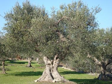 Casa de vacaciones en Castellana Grotte (Bari)Casa de vacaciones