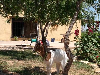 Apartamento de vacaciones en Benicarl� (Castell�n / Castell�)Casa de vacaciones