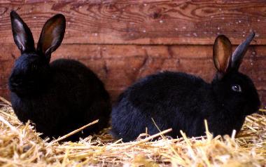 Apartamento de vacaciones en Oersberg (Ostsee-Festland)Casa de vacaciones