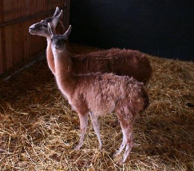 Apartamento de vacaciones en Oersberg (Ostsee-Festland)Casa de vacaciones