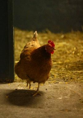 Apartamento de vacaciones en Oersberg (Ostsee-Festland)Casa de vacaciones