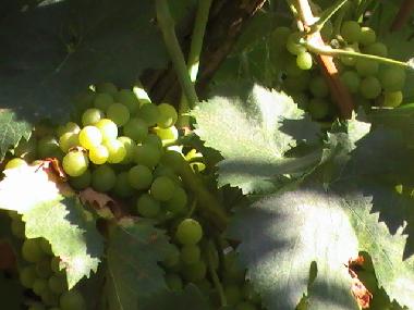 Villa en Policoro (Matera)Casa de vacaciones