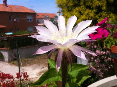 Apartamento de vacaciones en Pula (Istarska)Casa de vacaciones