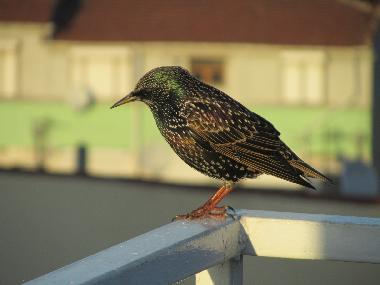 Apartamento de vacaciones en �sk�dar/Istanbul (Istanbul)Casa de vacaciones