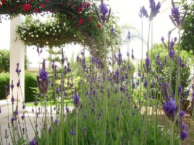 Apartamento de vacaciones en Kissonerga (Paphos)Casa de vacaciones