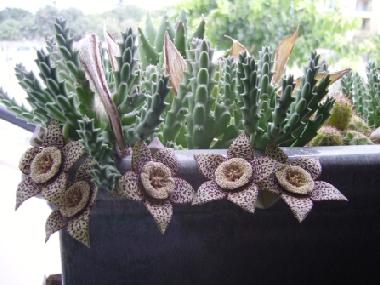 Apartamento de vacaciones en Kissonerga (Paphos)Casa de vacaciones