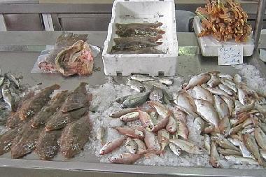 Apartamento de vacaciones en Olh�o (Algarve)Casa de vacaciones