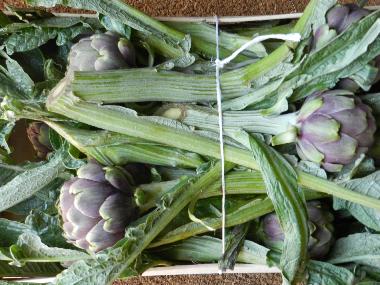 Hotel en Ascea (SA) (Salerno)Casa de vacaciones