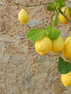 Hotel en Ascea (SA) (Salerno)Casa de vacaciones