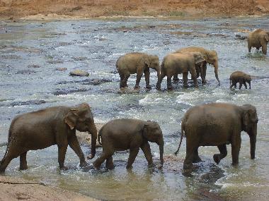 Casa de vacaciones en Mahakanda Kandy (Kandy)Casa de vacaciones