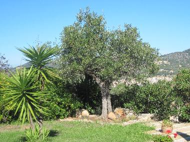 Apartamento de vacaciones en Son Macia (Mallorca)Casa de vacaciones