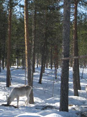 Casa de vacaciones en Rovaniemi (Lappi)Casa de vacaciones