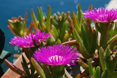 Casa de vacaciones en San Vito Lo Capo ( TP ) (Trapani)Casa de vacaciones