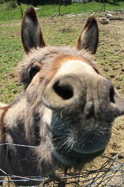 Casa de vacaciones en localit Ciliegi (Firenze)Casa de vacaciones