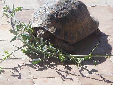 Villa en Taroudannt (Taroudannt)Casa de vacaciones