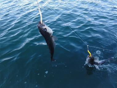 Villa en Kolltveit (Hordaland)Casa de vacaciones