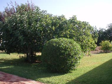 Casa de vacaciones en S�o Bras de Alportel Peral (Algarve)Casa de vacaciones