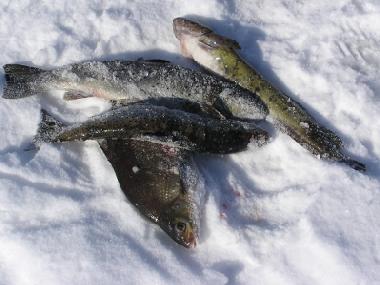 Casa de vacaciones en J�ms� (Lansi-Suomen Laani)Casa de vacaciones