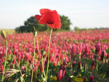 Apartamento de vacaciones en orvieto (Terni)Casa de vacaciones