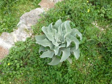 Casa de vacaciones en Ceglie Messapica (Taranto)Casa de vacaciones