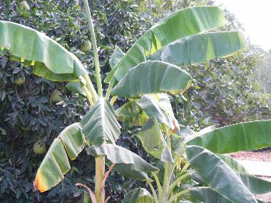 Casa de vacaciones en Yesod Hama`ala - upper Galilee (HaZafon (Northern))Casa de vacaciones