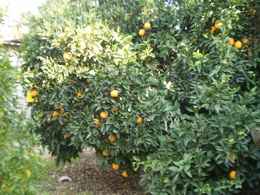 Casa de vacaciones en Yesod Hama`ala - upper Galilee (HaZafon (Northern))Casa de vacaciones