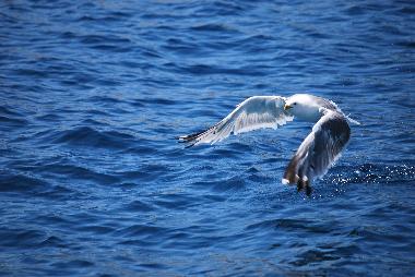 Apartamento de vacaciones en Milna (Splitsko-Dalmatinska)Casa de vacaciones