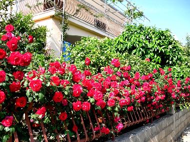 Apartamento de vacaciones en Orebić (Dubrovacko-Neretvanska)Casa de vacaciones